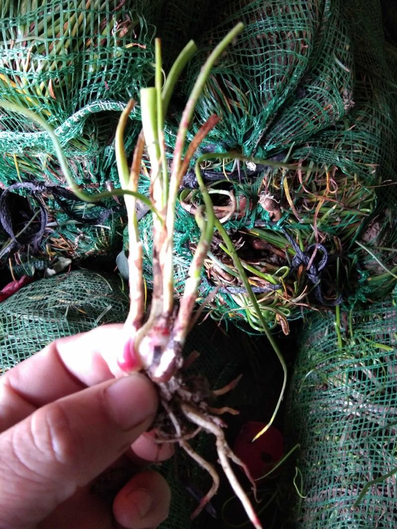 葱兰10~20cm地被植物诚信经营包成活包技术