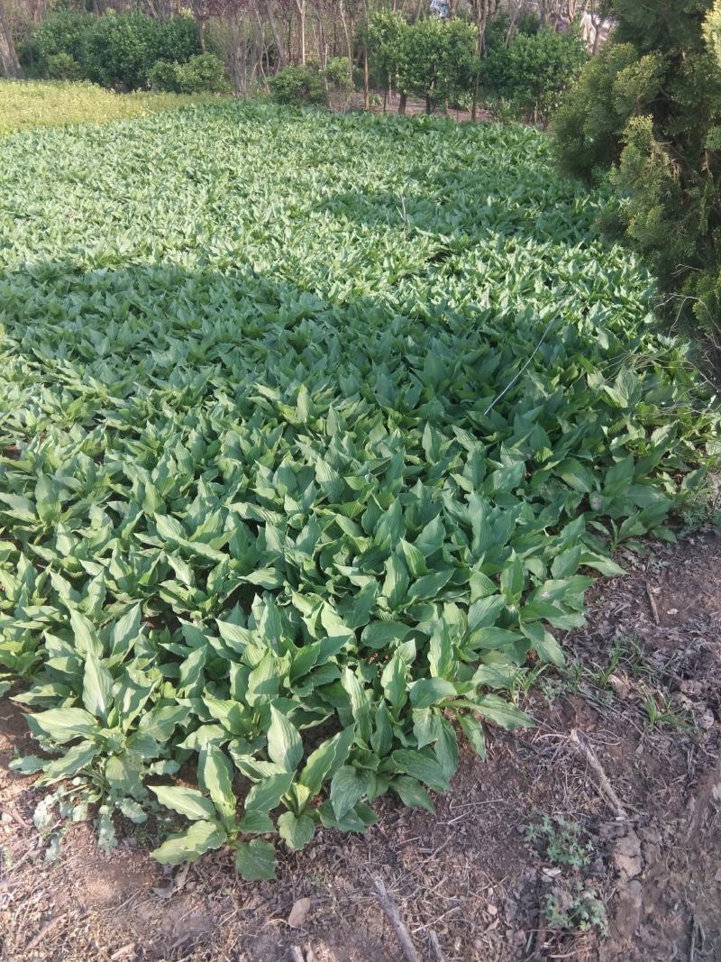 葱兰10~20cm地被植物诚信经营包成活包技术