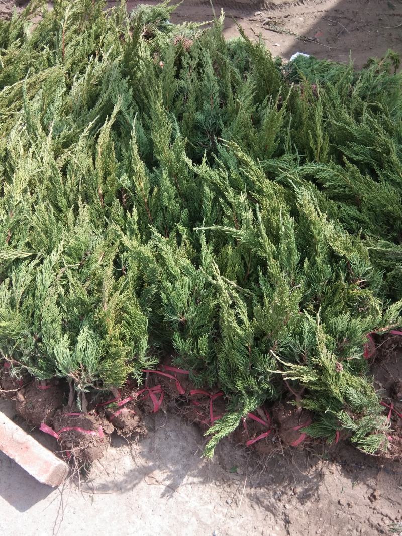 地柏25~45cm提供种植技术诚信经营欢迎订购