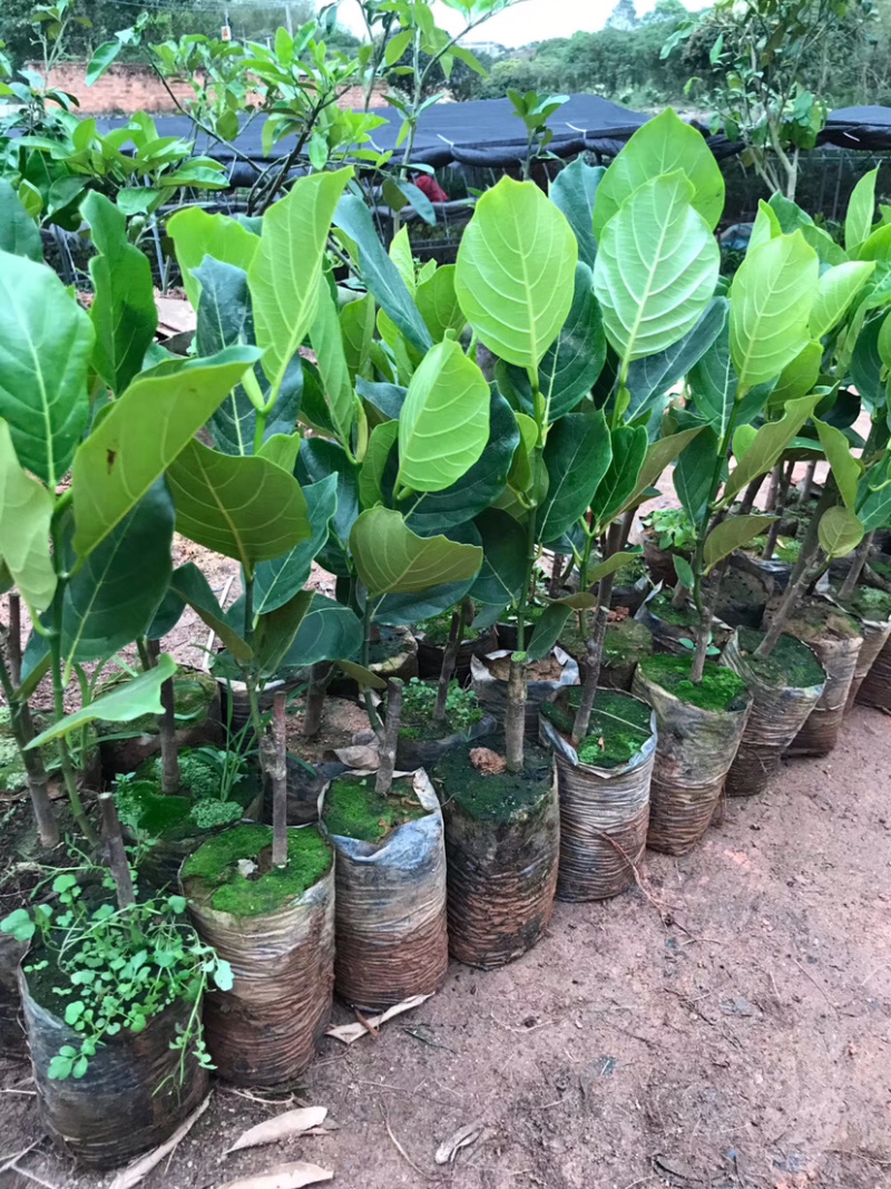马来西亚1号菠萝蜜苗，气温达到，一年多次开花结果