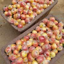 山东潍坊美八苹果，下地摘货，价格便宜，产地直销