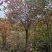 红叶石楠8公分10公分12公分价格,石楠树价格