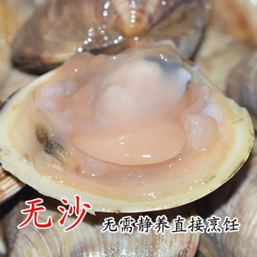 美国贝鲜活蛤蜊文蛤蜊无沙