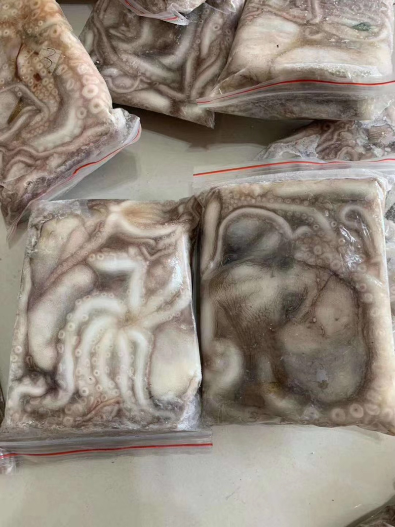 八爪鱼短腿新鲜速冻发货爆头