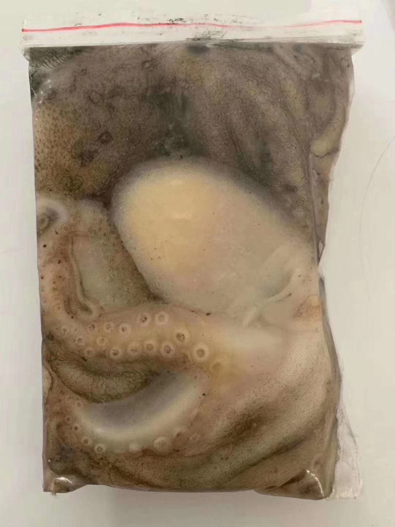 八爪鱼短腿新鲜速冻发货爆头