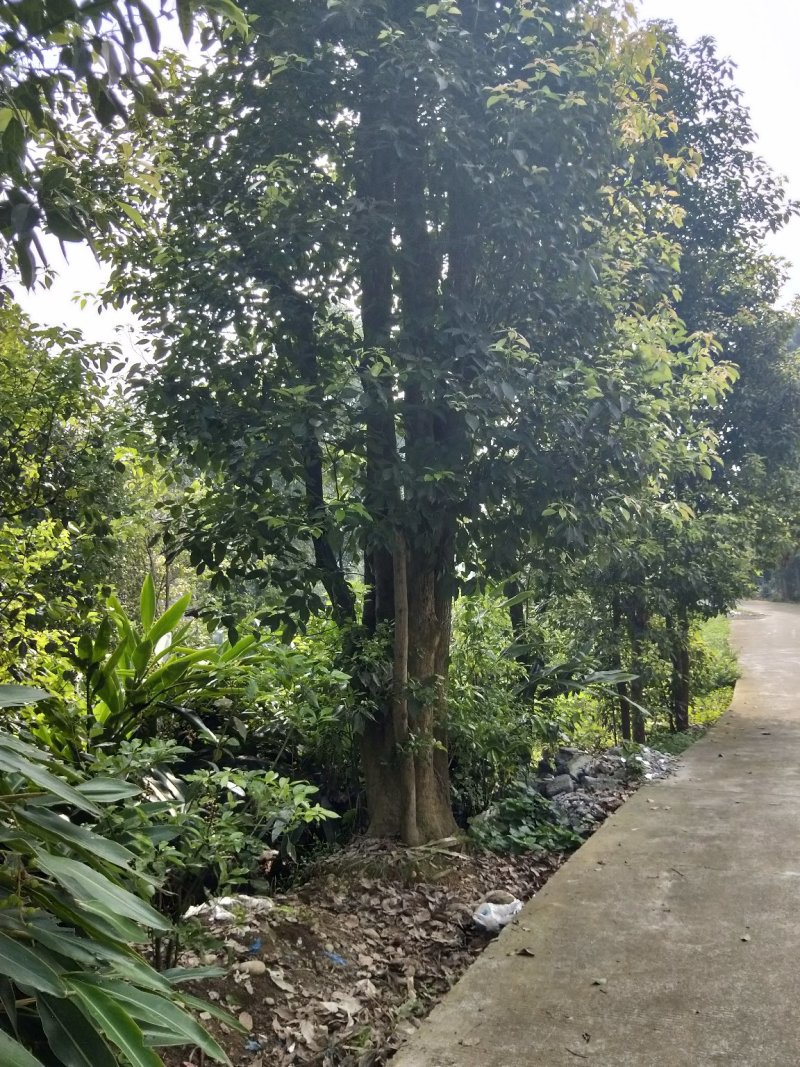 多头香樟，生货，断根货，树形优美有潜力，