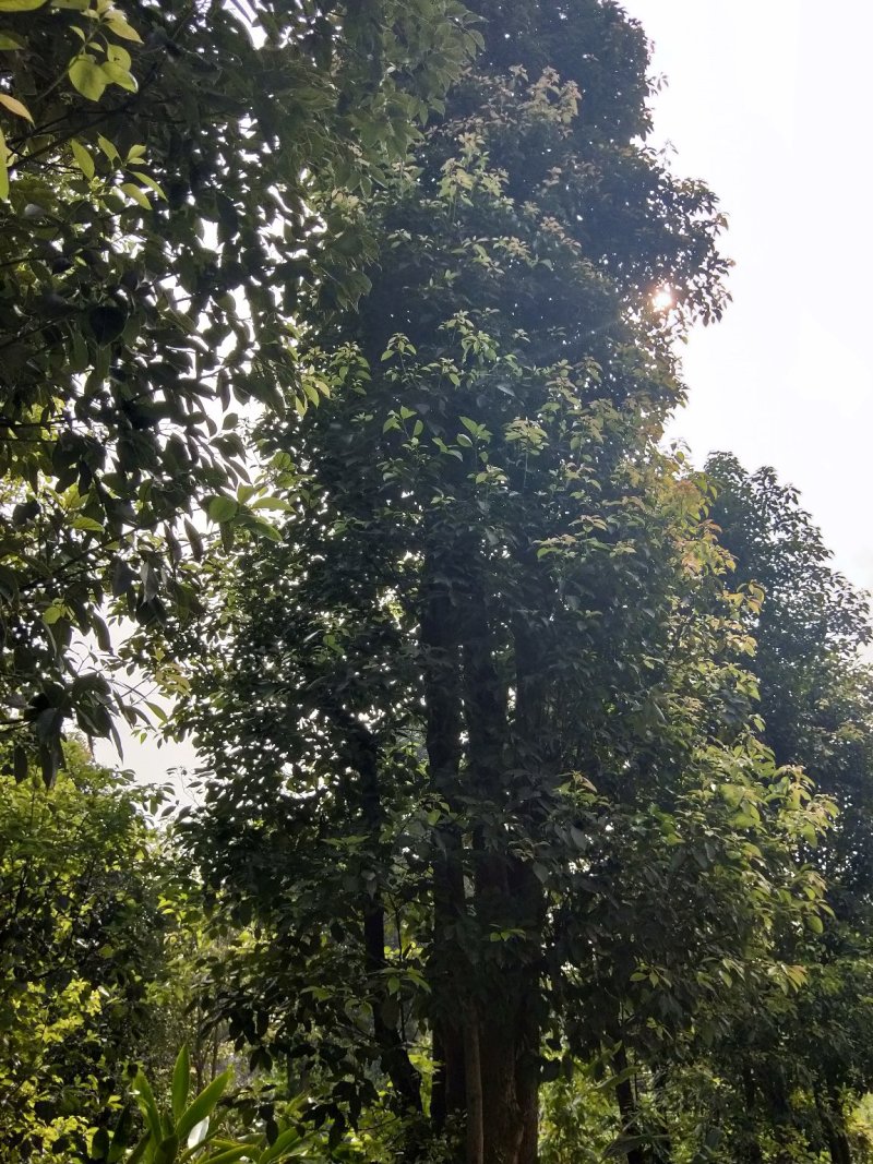 多头香樟，生货，断根货，树形优美有潜力，