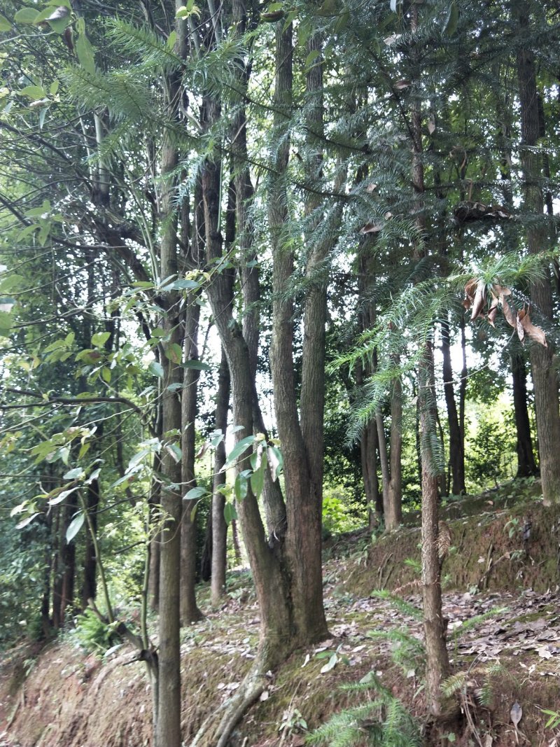 多头香樟，生货，断根货，树形优美有潜力，