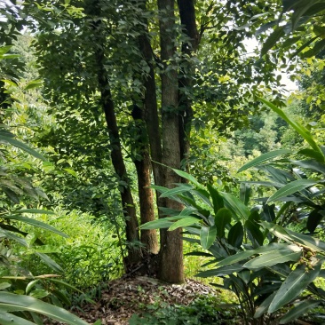 多头香樟，生货，断根货，树形优美有潜力，