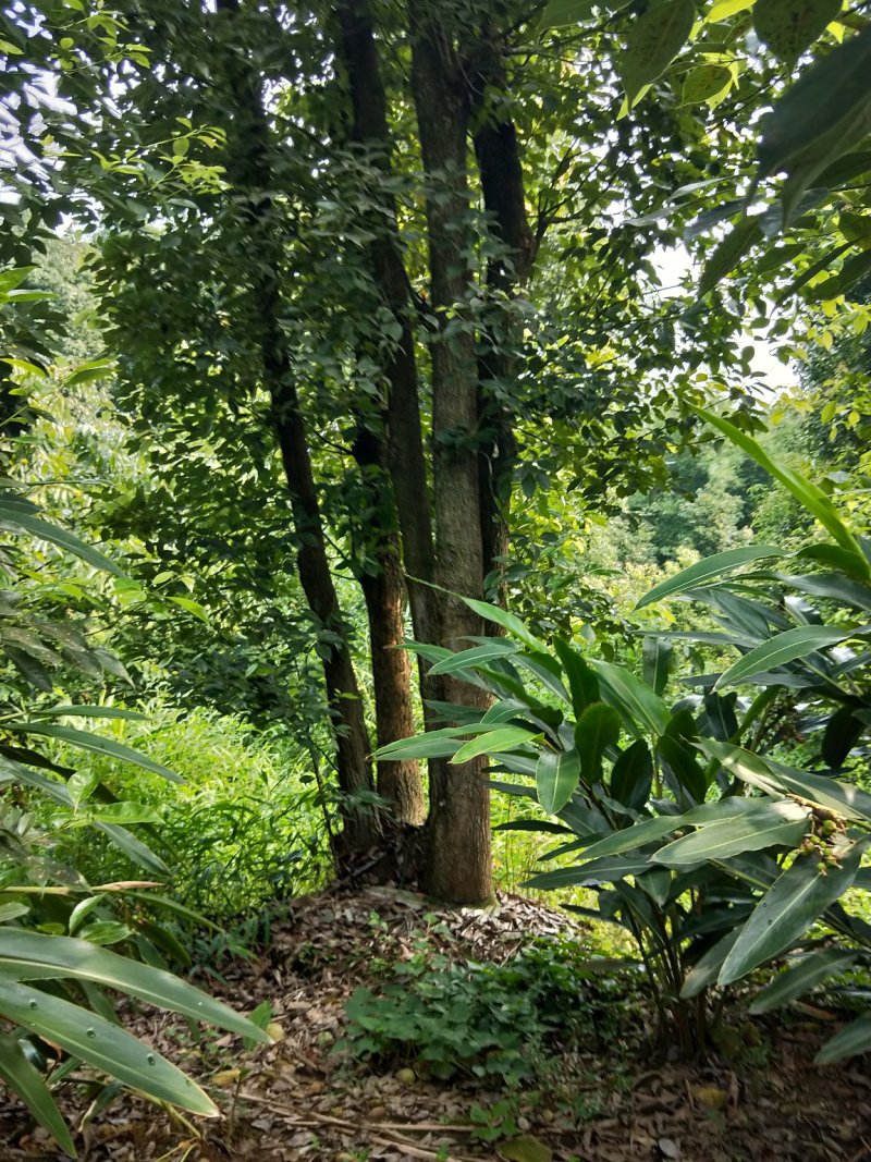 多头香樟，生货，断根货，树形优美有潜力，