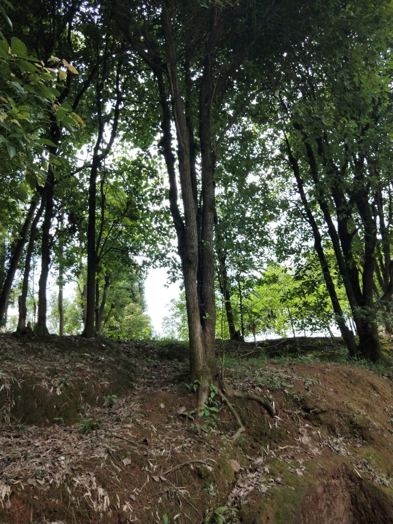多头香樟，生货，断根货，树形优美有潜力，