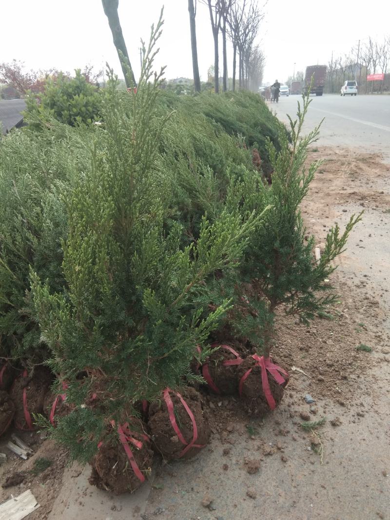 刺柏2~4cm4cm以下1.5~2米包成活包技