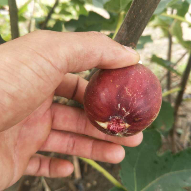 【精选】无花果苗波姬红芭劳奈金傲芬青皮，布兰瑞克