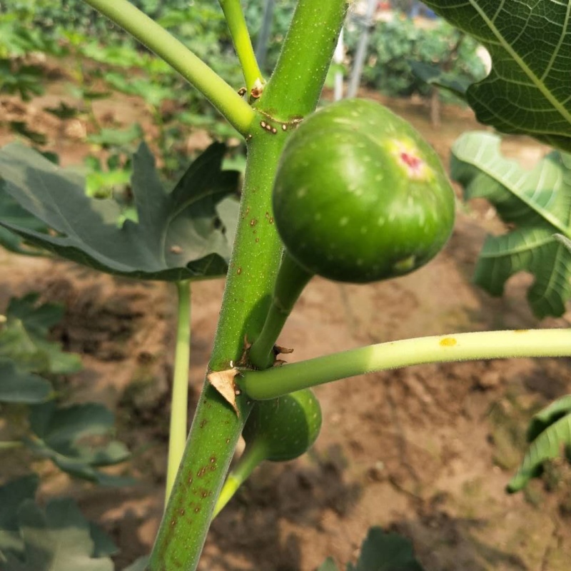 【精选】无花果苗波姬红芭劳奈金傲芬青皮，布兰瑞克