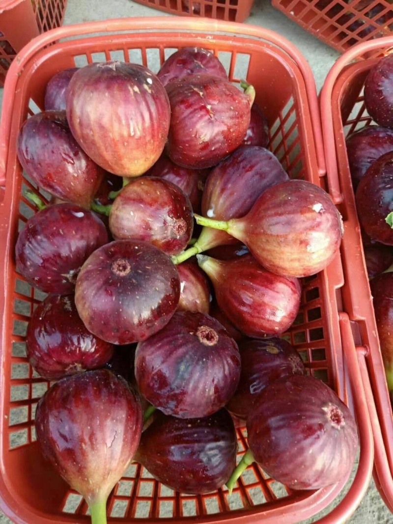 【精选】无花果苗波姬红芭劳奈金傲芬青皮，布兰瑞克