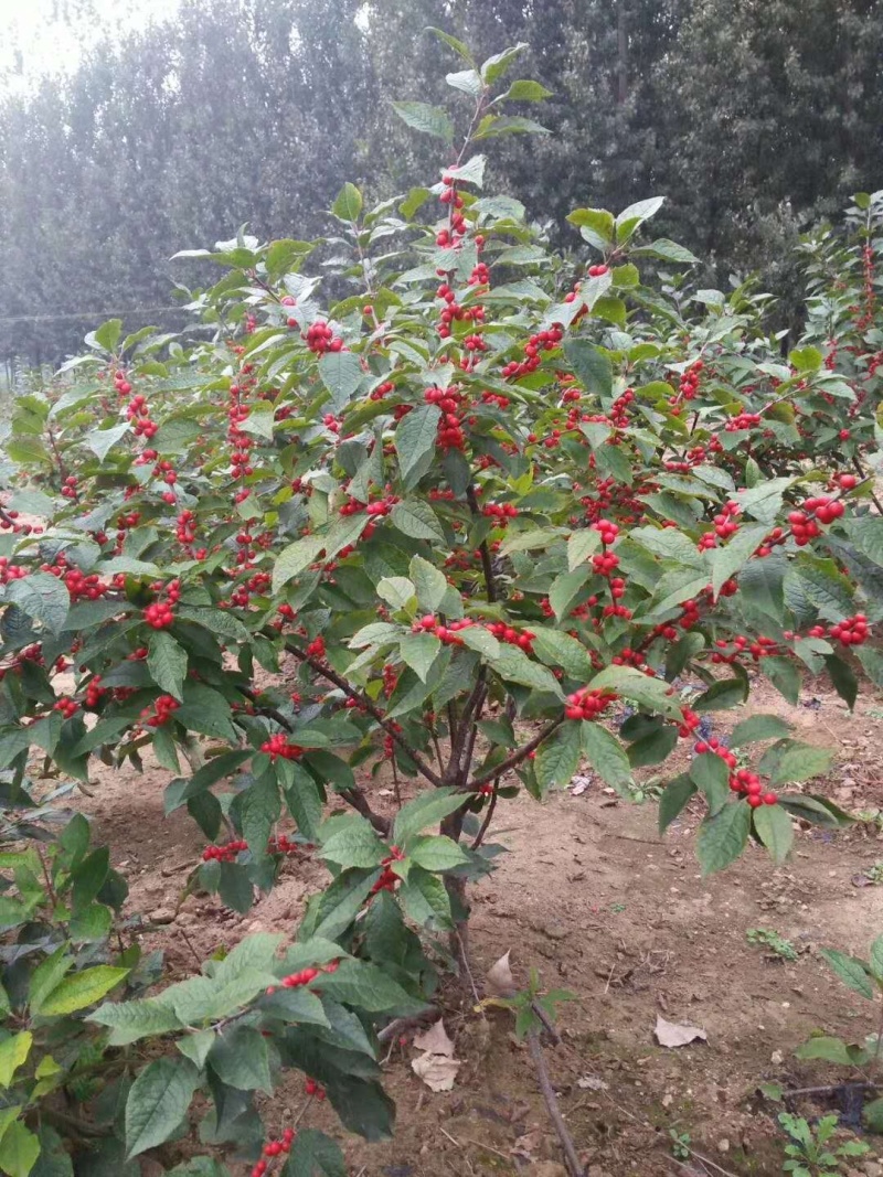 【精选】北美冬青基地直发耐寒成活率高各种规格