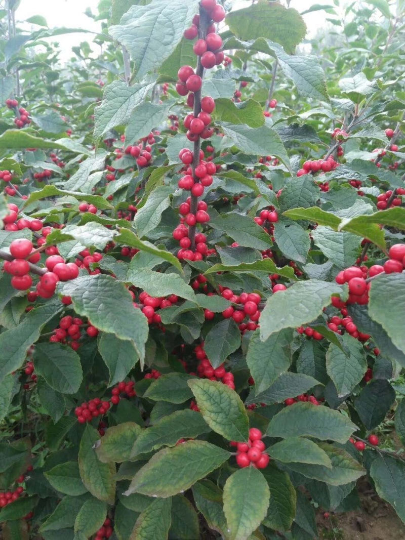 【精选】北美冬青基地直发耐寒成活率高各种规格