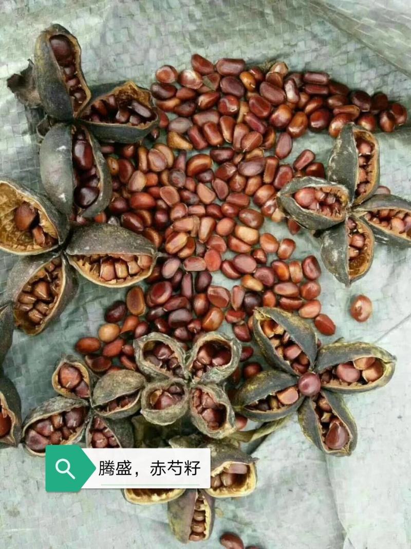 赤芍籽，赤芍苗，一手货源，质量有保证，纯新种子，