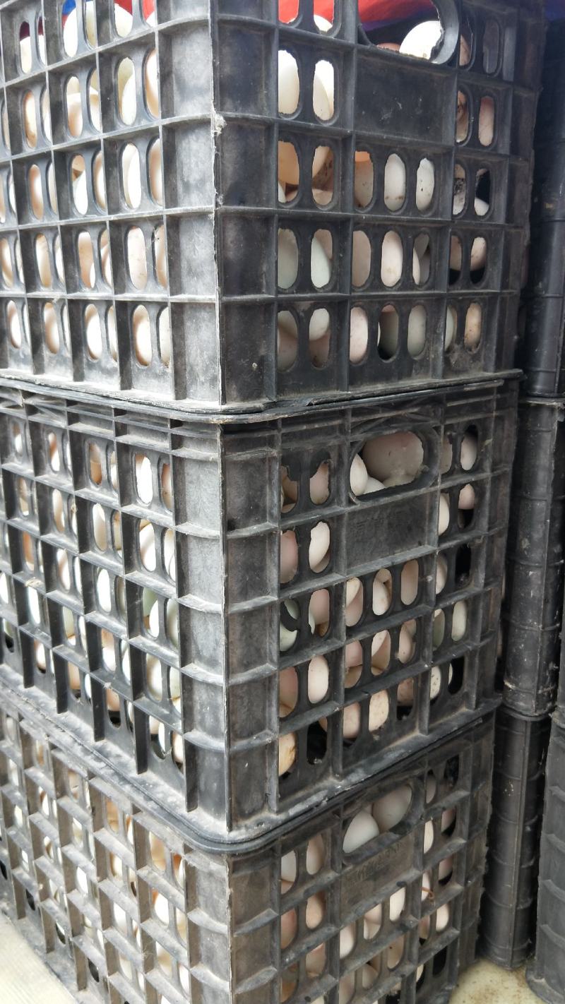 大量出售经文哑巴蛋各种蛋品，量大从优，价格美丽。寻长期合