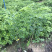 正宗黄花梨树苗海南黄花梨树降香黄檀树苗名贵苗木