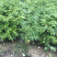 正宗黄花梨树苗海南黄花梨树降香黄檀树苗名贵苗木
