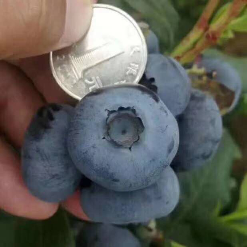 【精选】蓝莓苗蓝莓树苗耐成活出果多包技术指导
