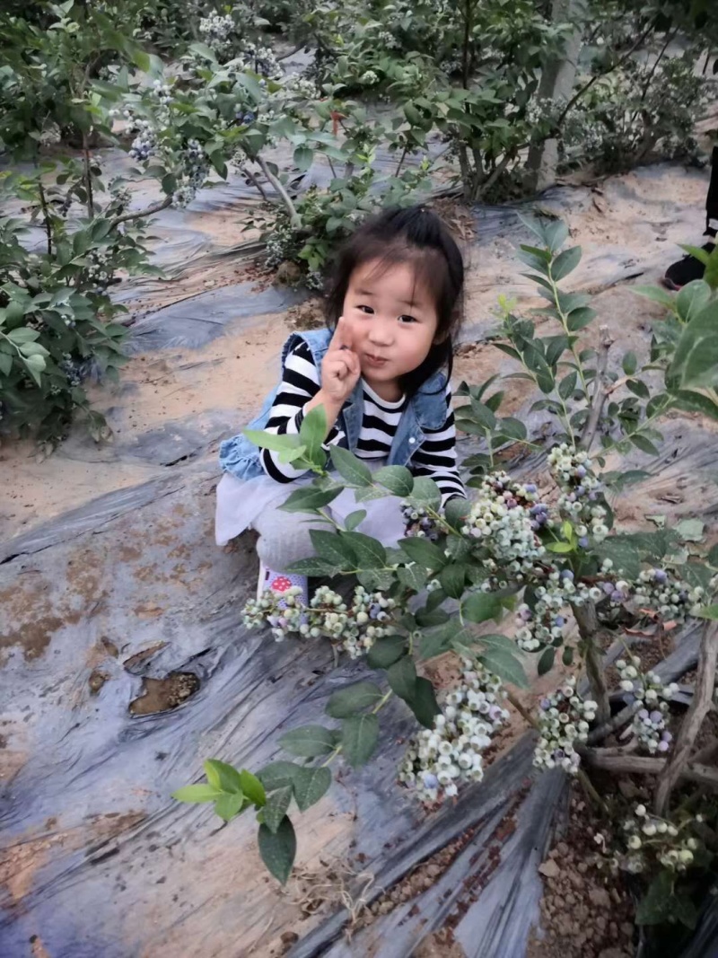【精选】蓝莓苗蓝莓树苗耐成活出果多包技术指导