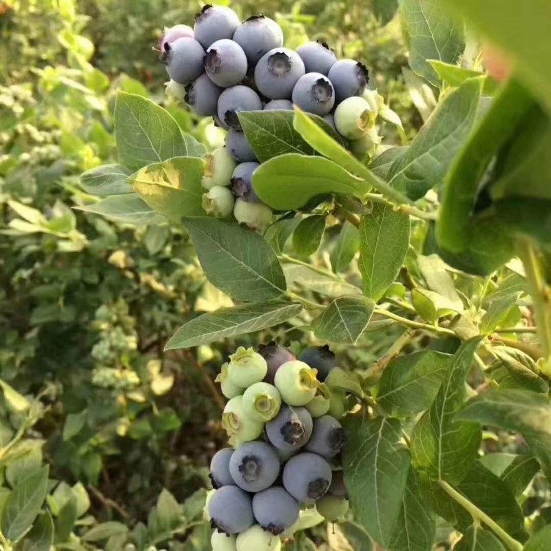 【精选】蓝莓苗蓝莓树苗耐成活出果多包技术指导
