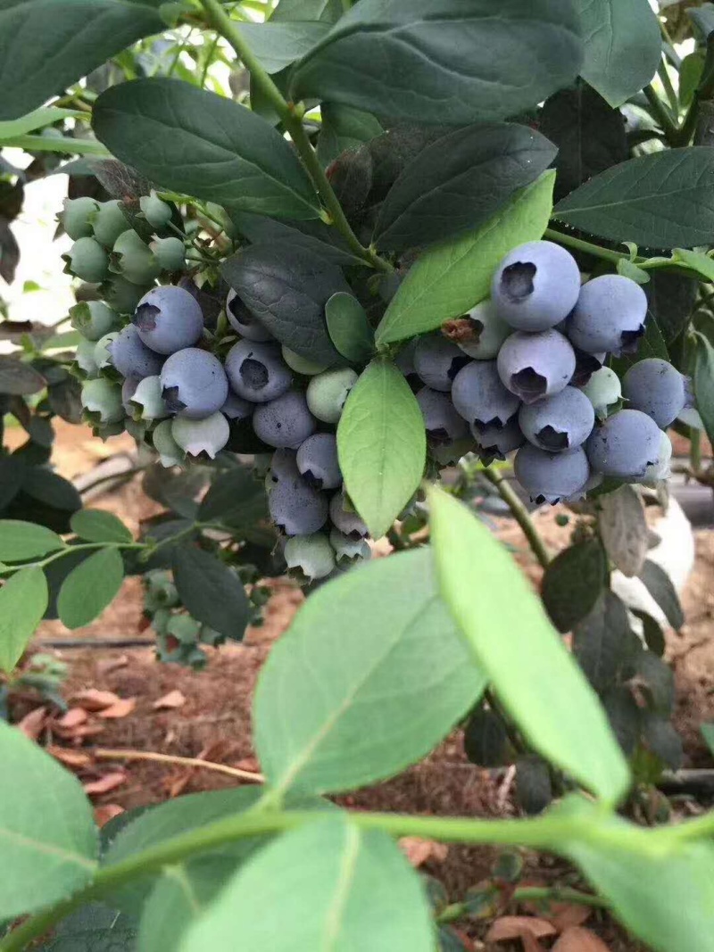 【精选】蓝莓苗蓝莓树苗耐成活出果多包技术指导
