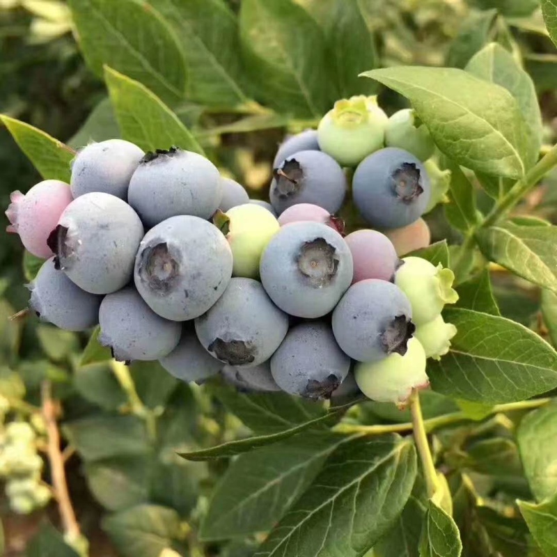 【精选】蓝莓苗蓝莓树苗耐成活出果多包技术指导