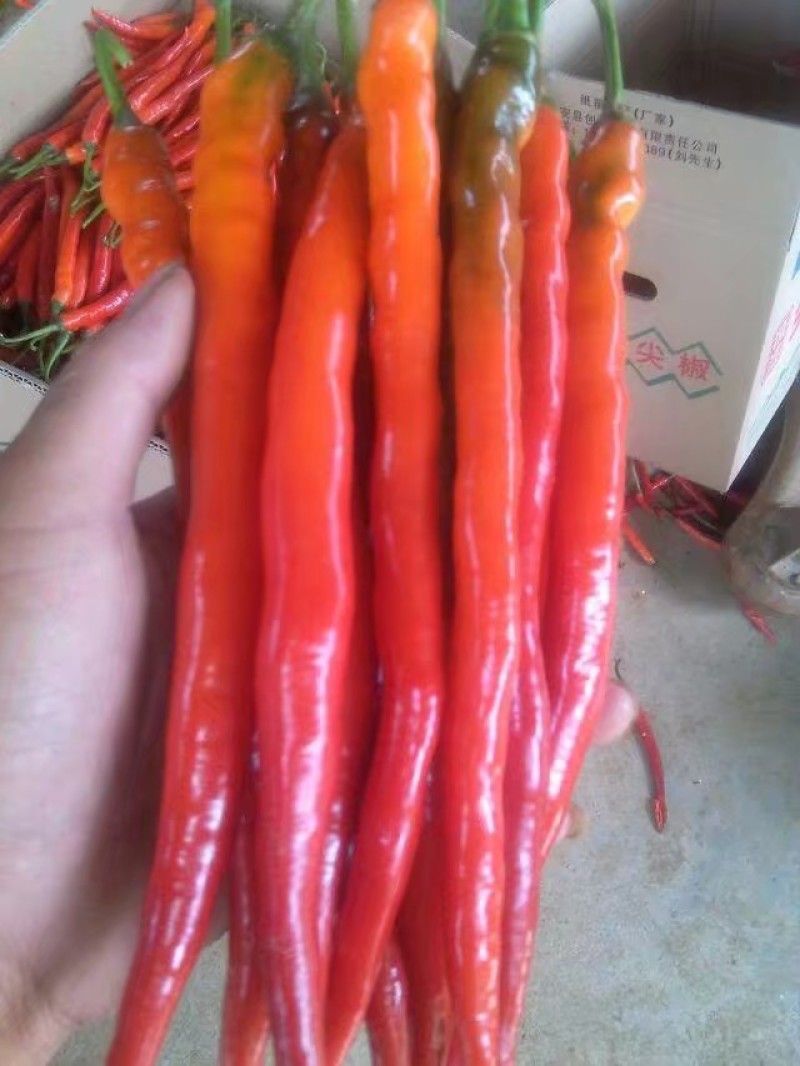 贵州辣椒青椒，酱色椒，红椒，