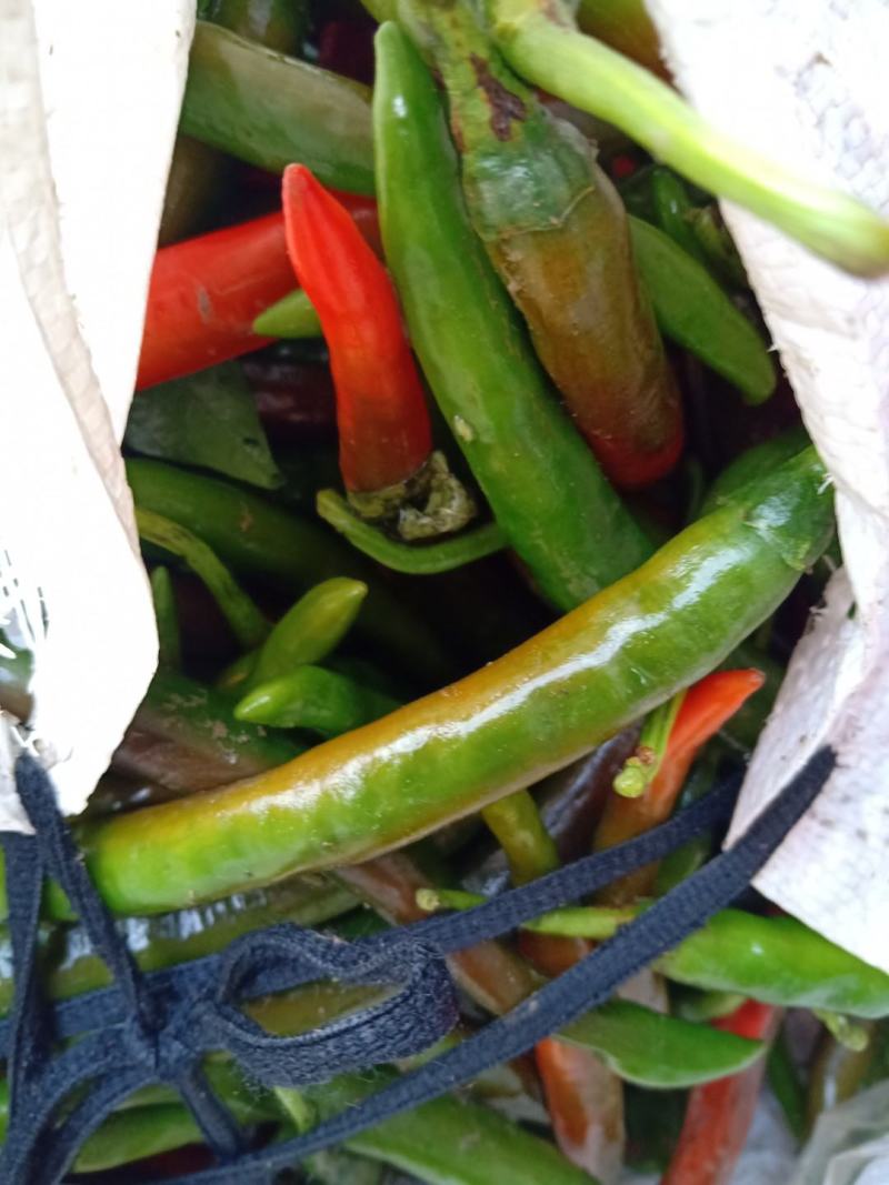 贵州辣椒青椒，酱色椒，红椒，
