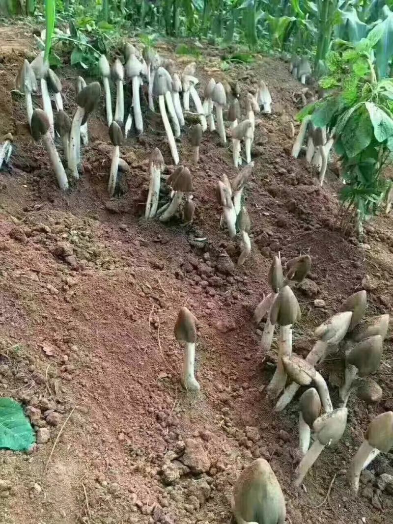 贵州辣椒青椒，酱色椒，红椒，