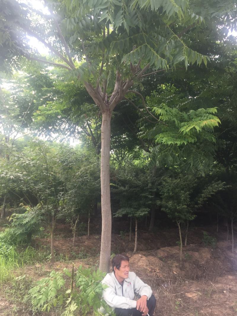榉树价格14公分15公分16公分榉树价格，红榉价格