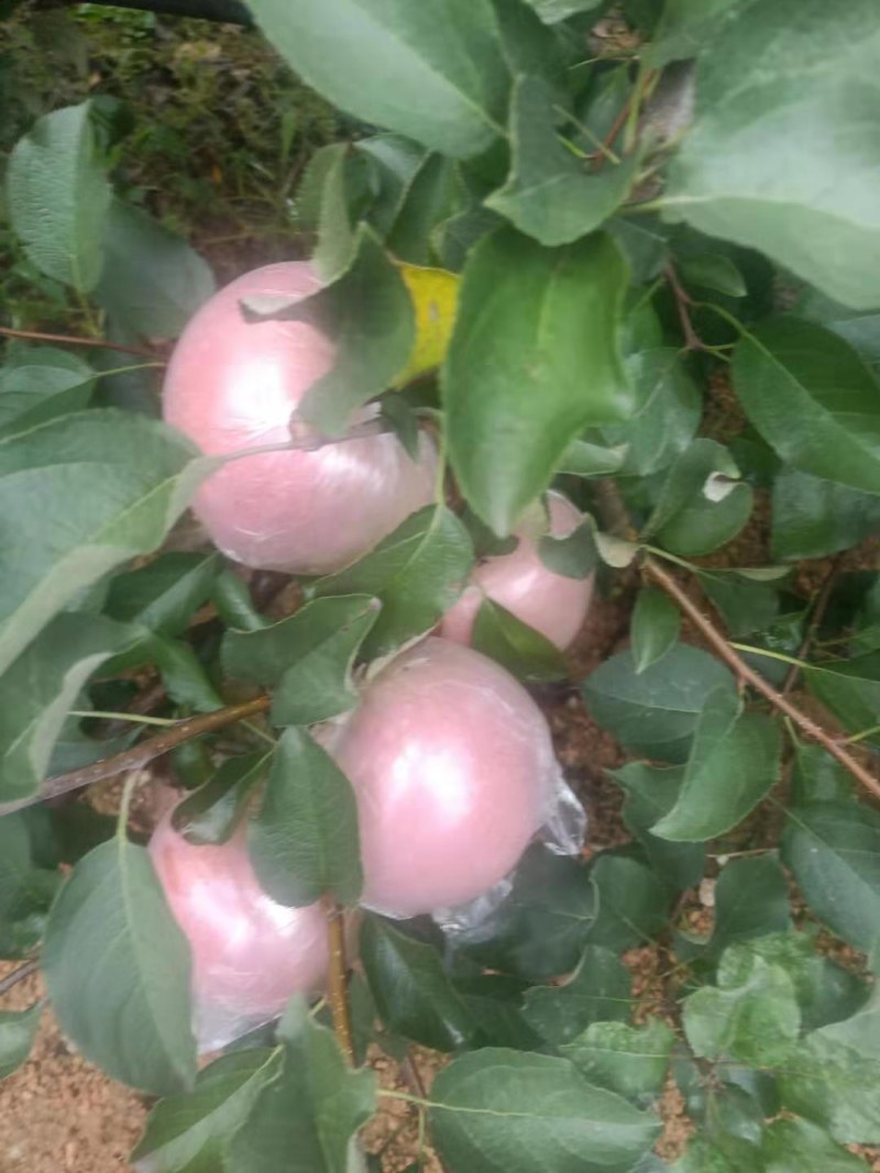 山东优质红富士苹果膜袋大量上市，货源充足
