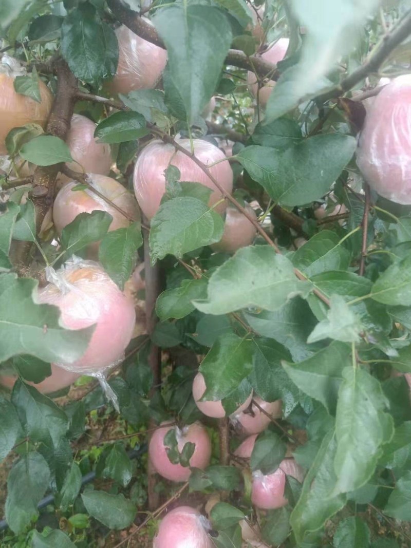 山东优质红富士苹果膜袋大量上市，货源充足