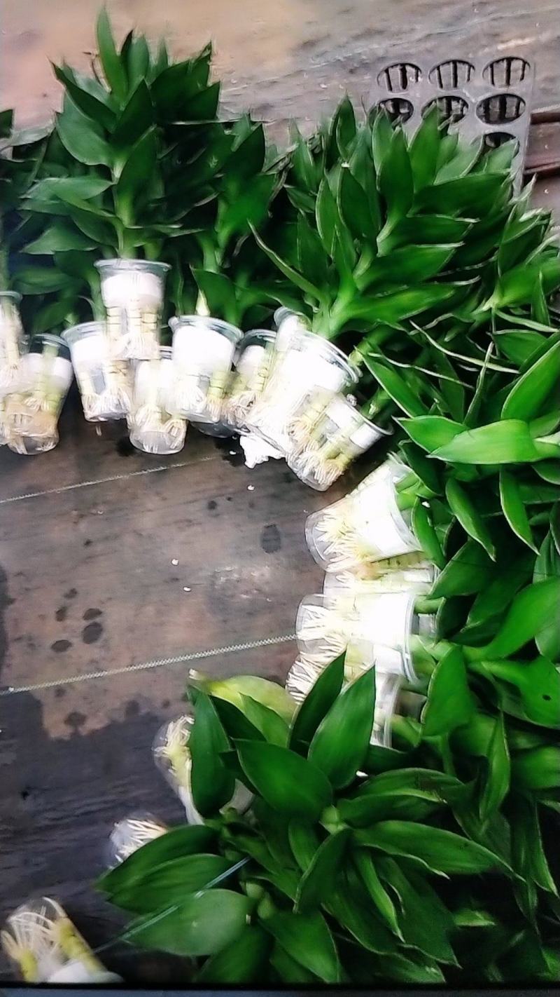 七彩铁，包邮，小盆栽室内花卉小盆办公室绿色植物