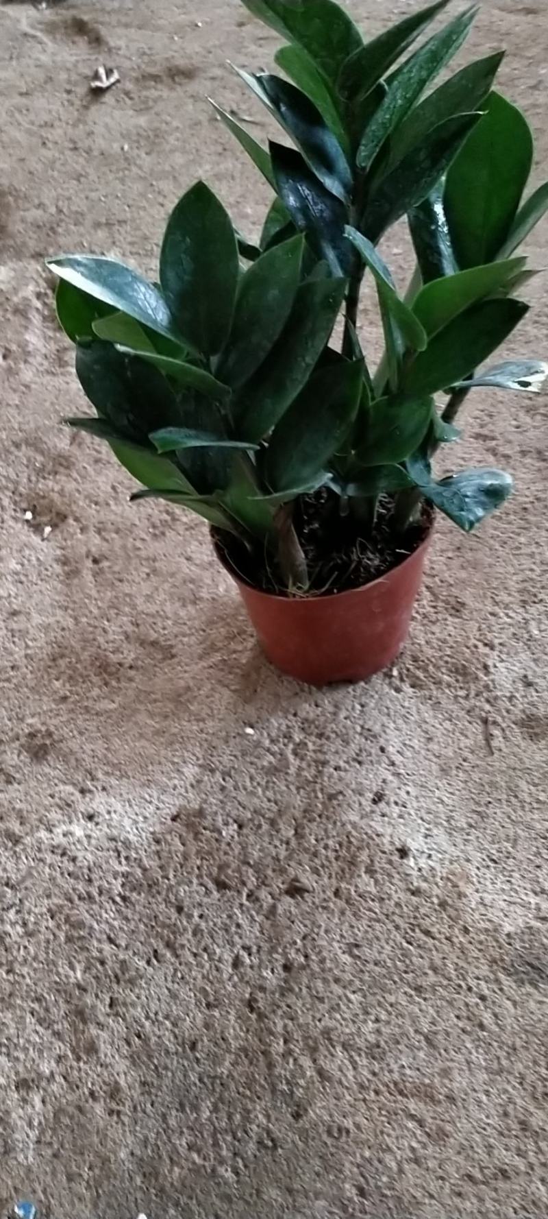 七彩铁，包邮，小盆栽室内花卉小盆办公室绿色植物