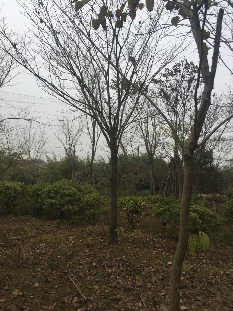 法桐10公分12公分14公分价格，15公分法桐