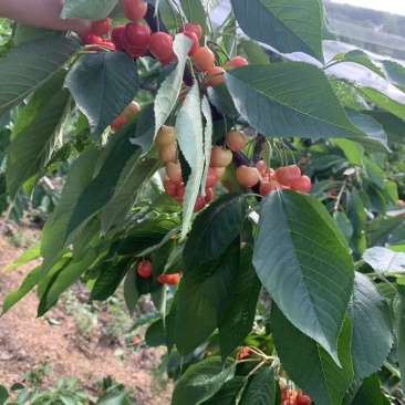 樱桃树10cm以下