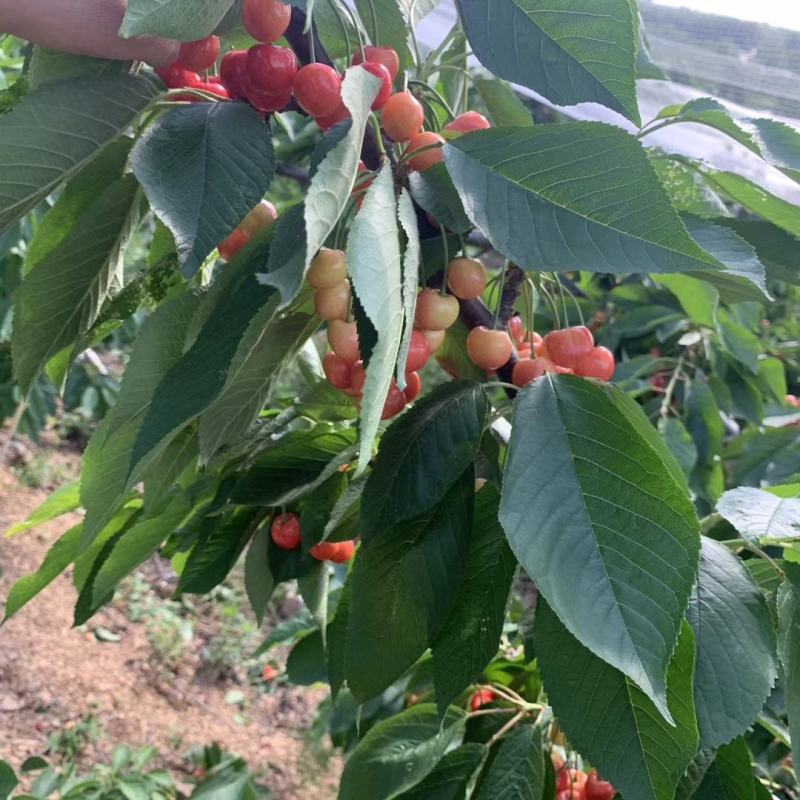 樱桃树10cm以下