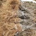 【精选】猕猴桃苗山东猕猴桃苗当年挂果现挖现发包成活