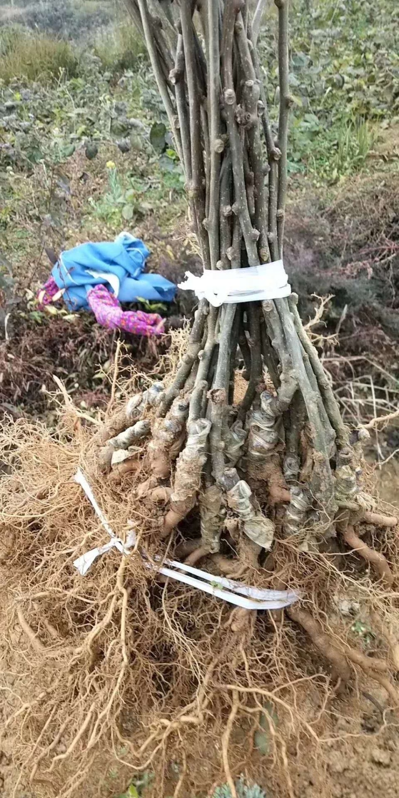 【精选】猕猴桃苗山东猕猴桃苗当年挂果现挖现发包成活