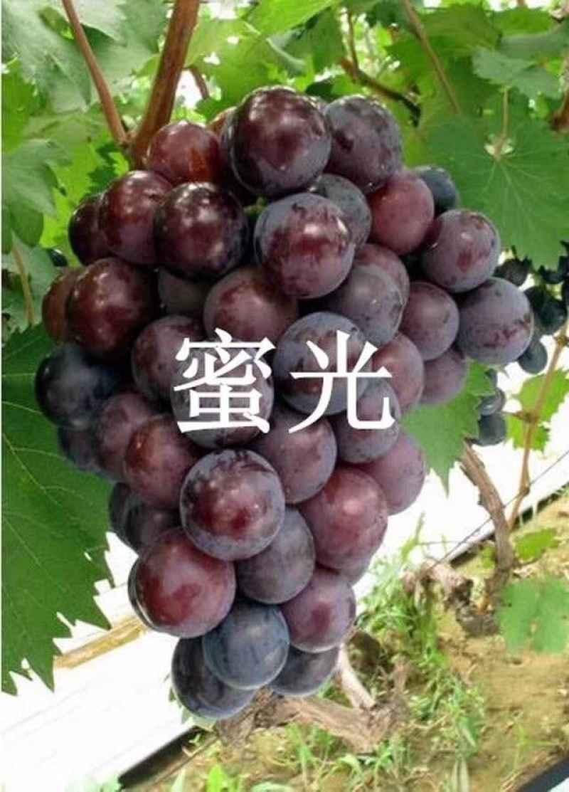 【精选】葡萄苗山东葡萄苗苗木基地种植品种齐全成活率高