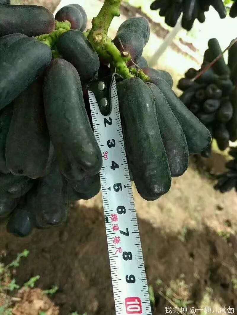 【精选】葡萄苗山东葡萄苗苗木基地种植品种齐全成活率高