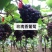【精选】葡萄苗山东葡萄苗苗木基地种植品种齐全成活率高
