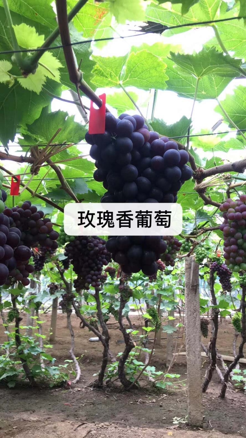 【精选】葡萄苗山东葡萄苗苗木基地种植品种齐全成活率高