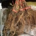 【精选】葡萄苗山东葡萄苗苗木基地种植品种齐全成活率高