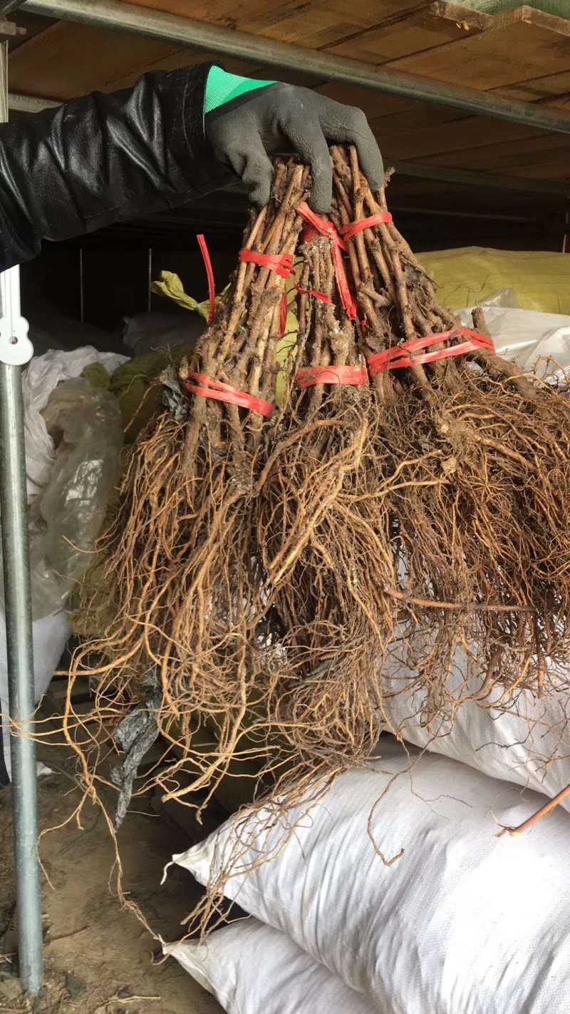 【精选】葡萄苗山东葡萄苗苗木基地种植品种齐全成活率高