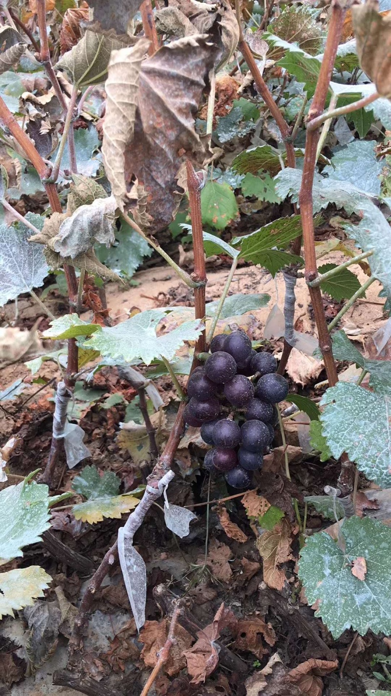 【精选】葡萄苗山东葡萄苗苗木基地种植品种齐全成活率高